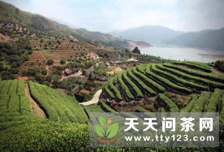 泰顺农行推出“农村茶叶特色产业链”助力乡村振兴发展