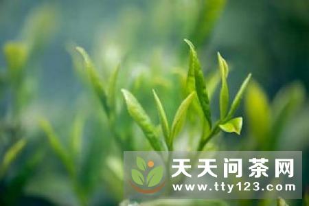中国六大茶类的基本认识您了解吗？关于六大茶类的基本知识介绍