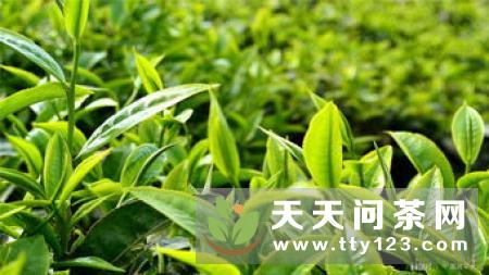 2019帕沙茶王树开采，鲜叶共计17.5千克