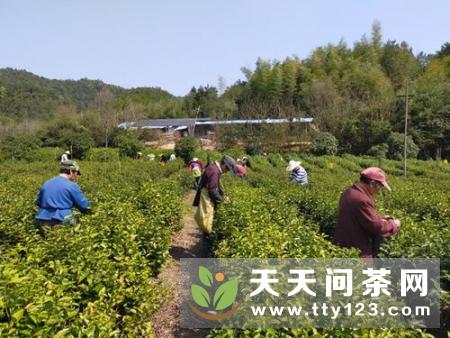 春茶采摘指数丨3月26日新茶青交易信息！