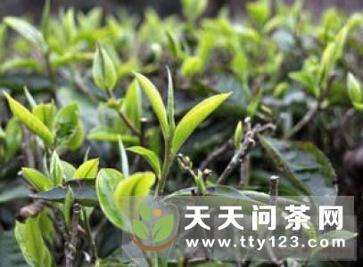 普洱茶知识：普洱茶鲜叶是如何采摘的？