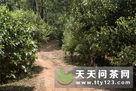 三批台湾乌龙茶因质量安全问题未准入境！